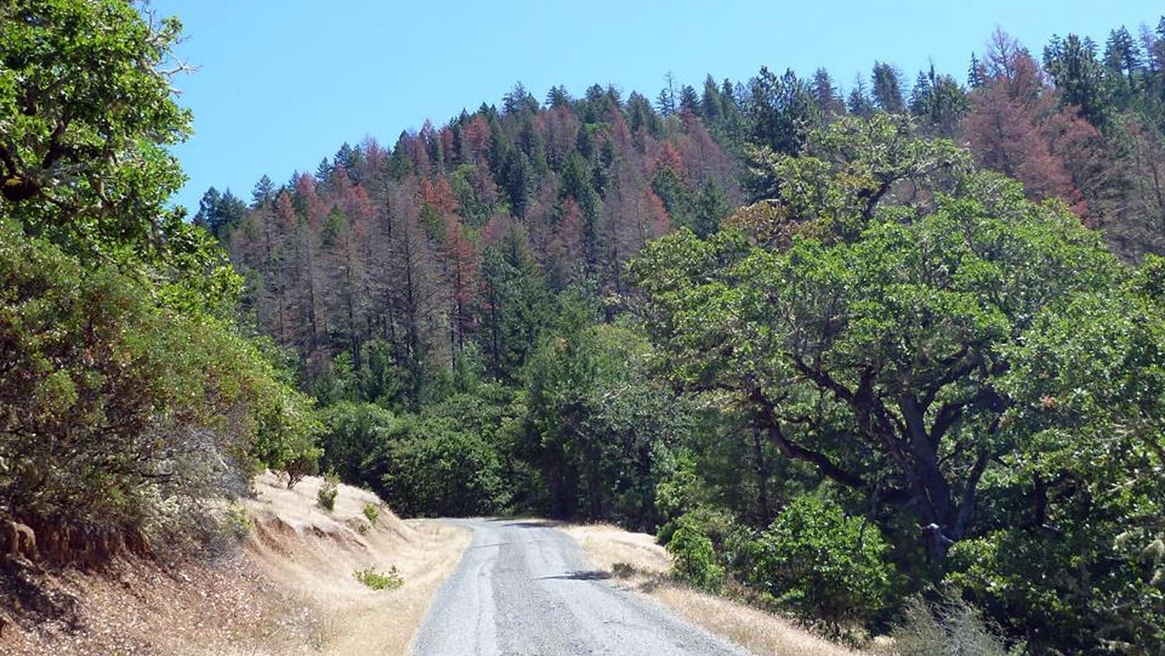 rural road, green oak tree, hillside of dead Douglas-fir