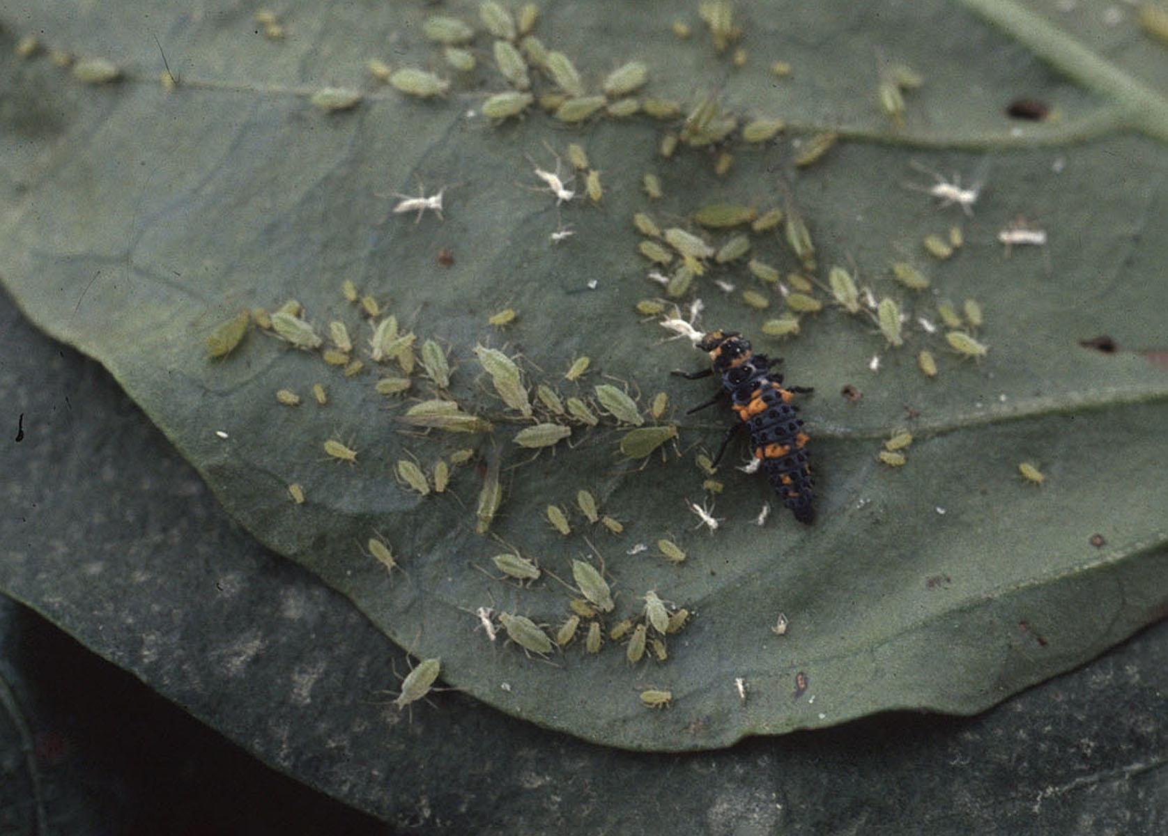 aphids feeding on the underside of a leaf and larger black and orange striped predator larva