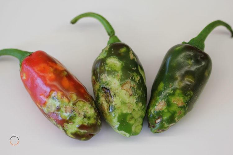 three peppers with spot damage where insects chewed on them