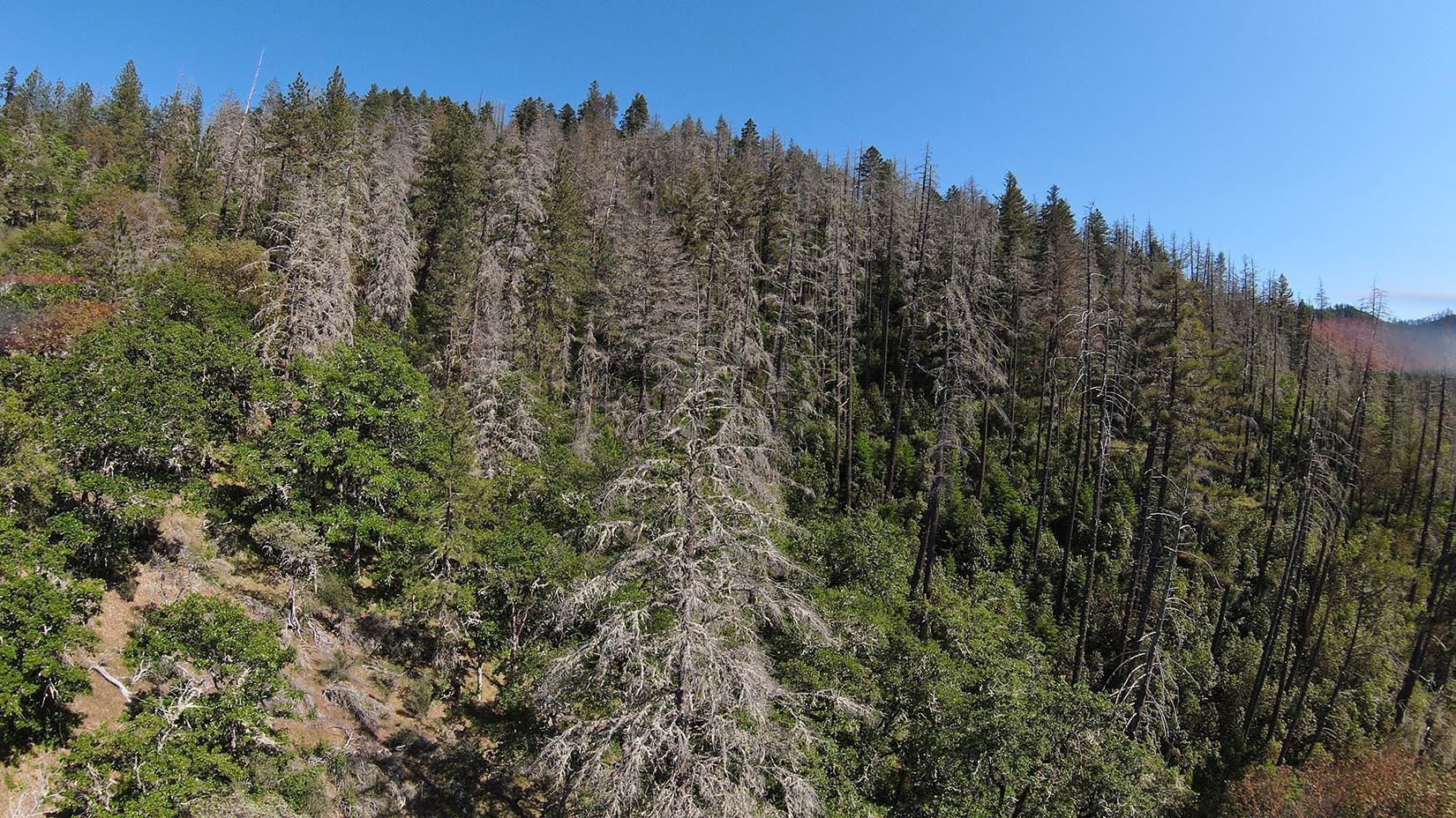 Bare conifers on a hillside, aerial view