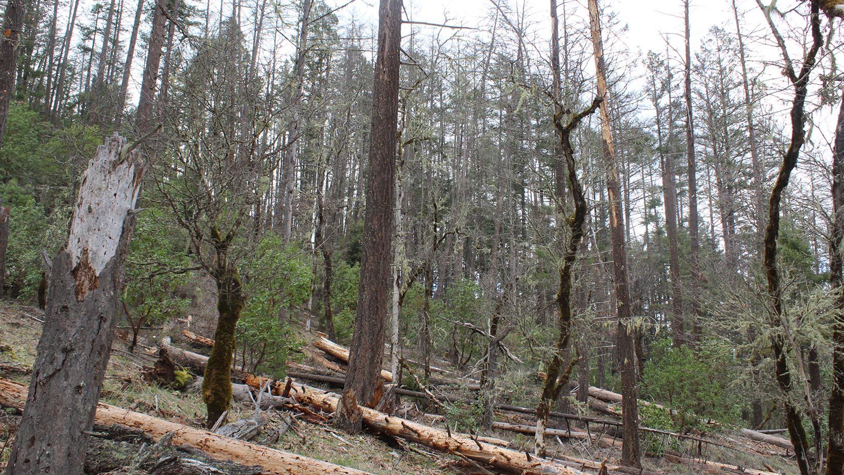 snags and downed wood in a patch of forest