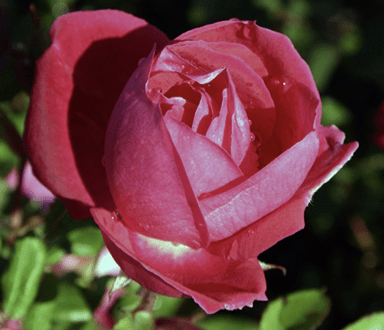 'Winnipeg Parks,’ a hardy shrub rose, blooms in red.