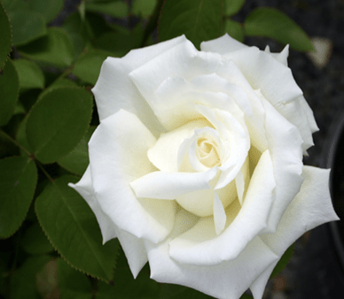 A white blooming hybrid tea rose, ‘Pope  John Paul II.’