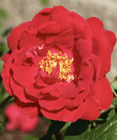 'Blaze' is a climbing red rose.