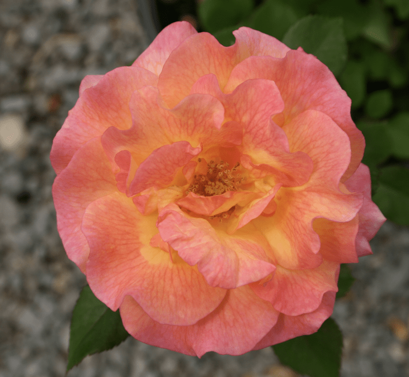 A multicolor floribunda rose, ‘Mardi Gras.’