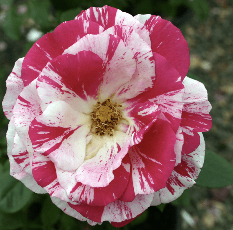 A floribunda rose, ‘Scentimental’ blooms in red and white.