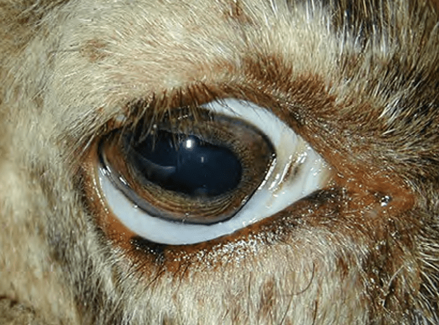 Pale mucous membranes of the eye indicate severe parasitism or some other serious health issue. Do not buy an animal that has this condition.