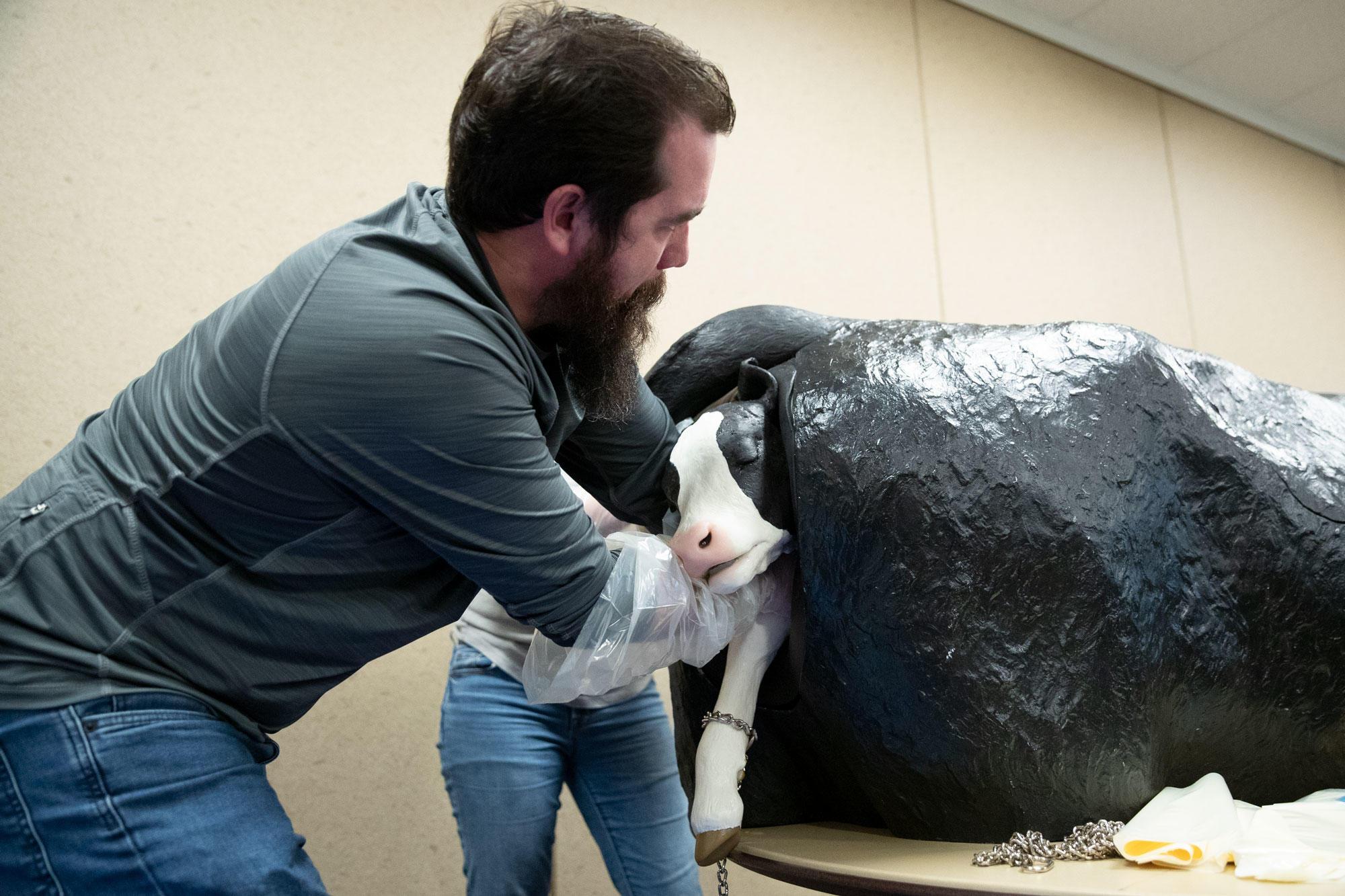 A man is pulling an artificial black-and-white calf out of a black model cow that simulates brth.