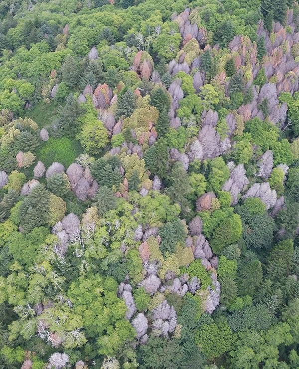 aerial view of forest showing mix of dead (brown) and live (green) tree canopies