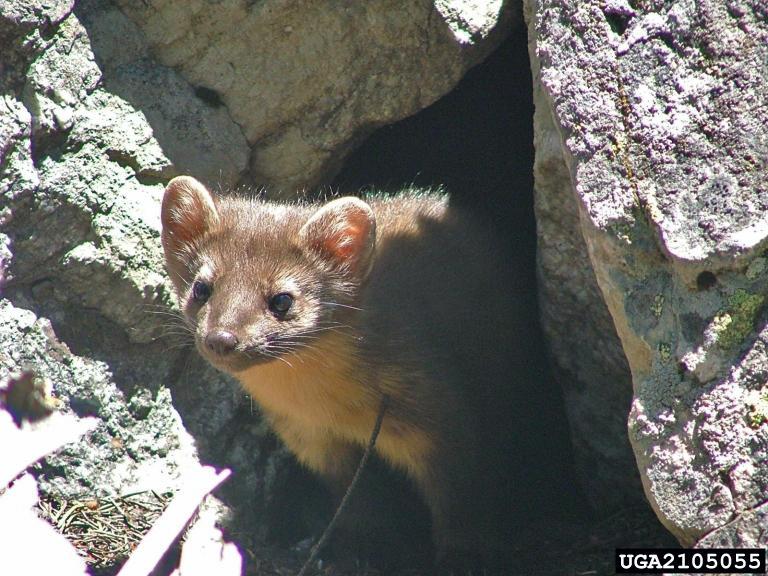 pine marten - small light brown animal coming out of rock cavern