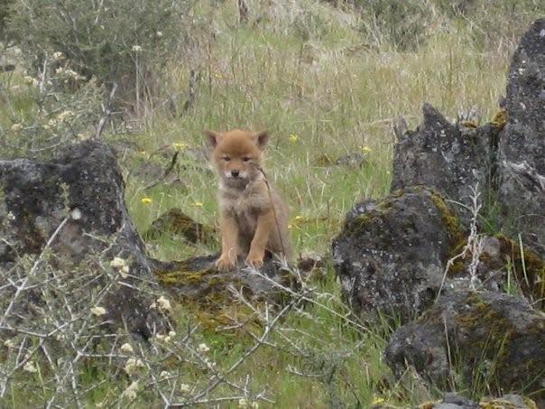 coyote pup in rocky grass field
