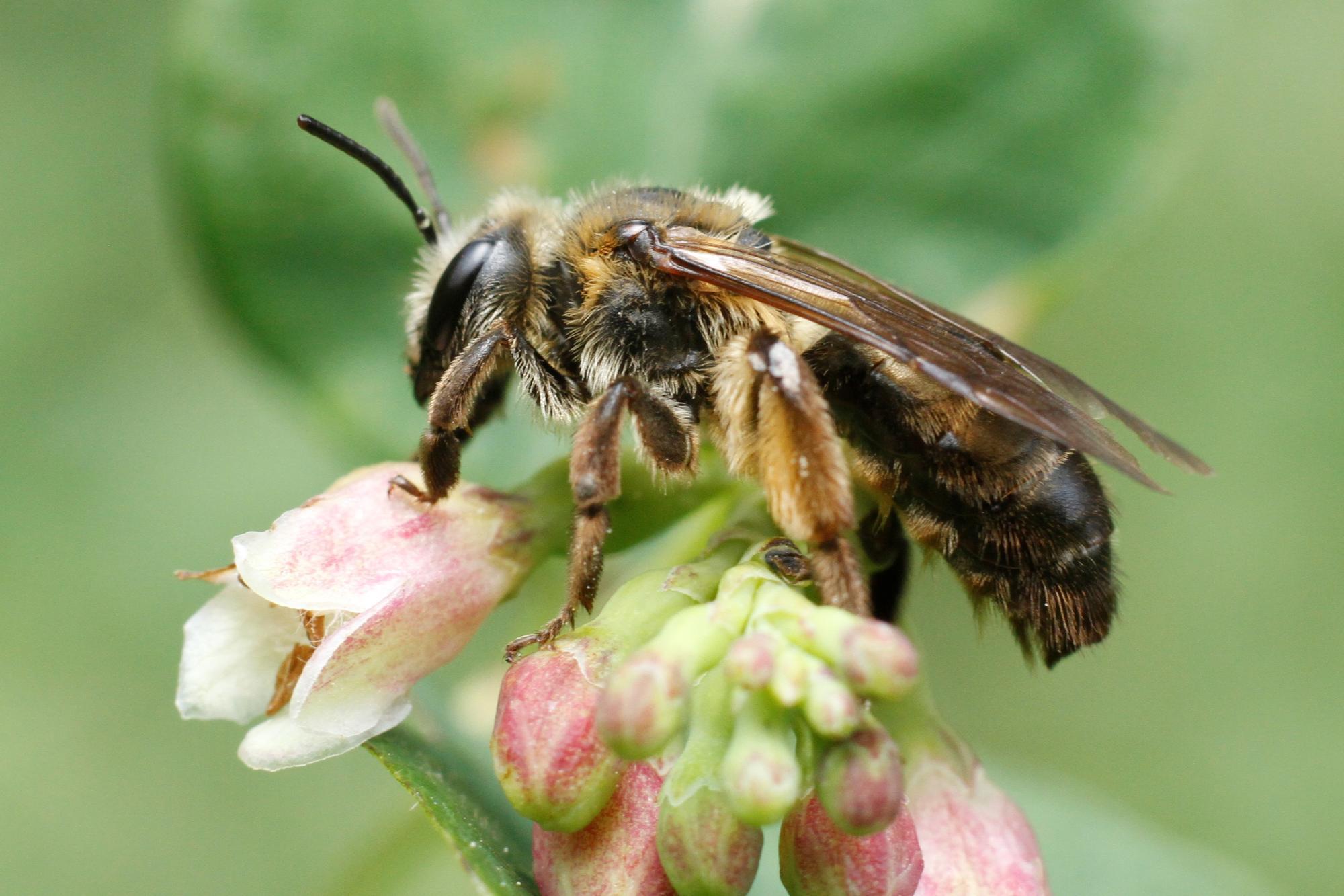 long horned bee on small white pink flower