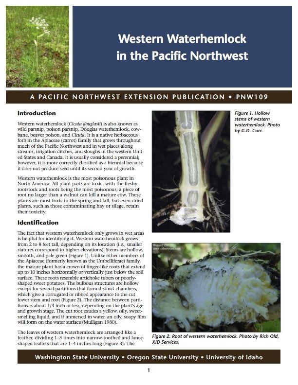 Image of Western Waterhemlock in the Pacific Northwest publication