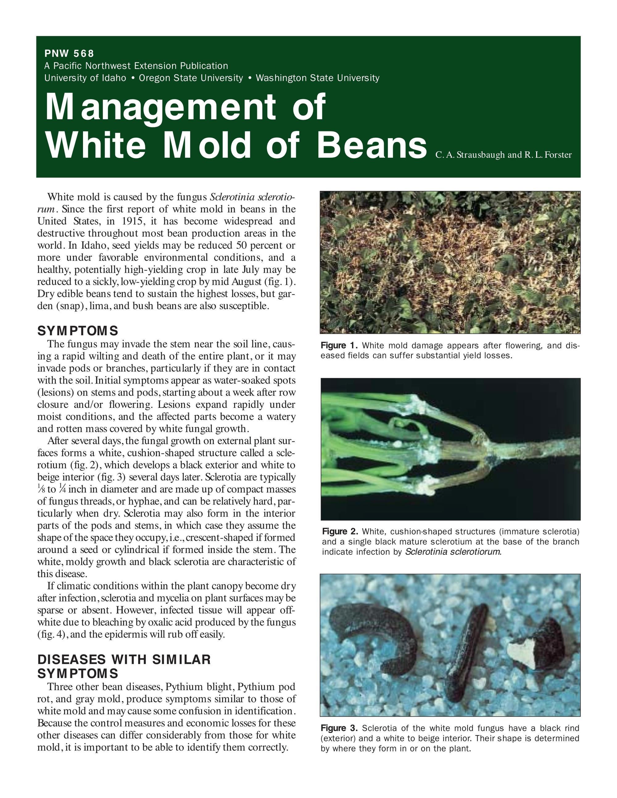 Image of Management of White Mold of Beans publication