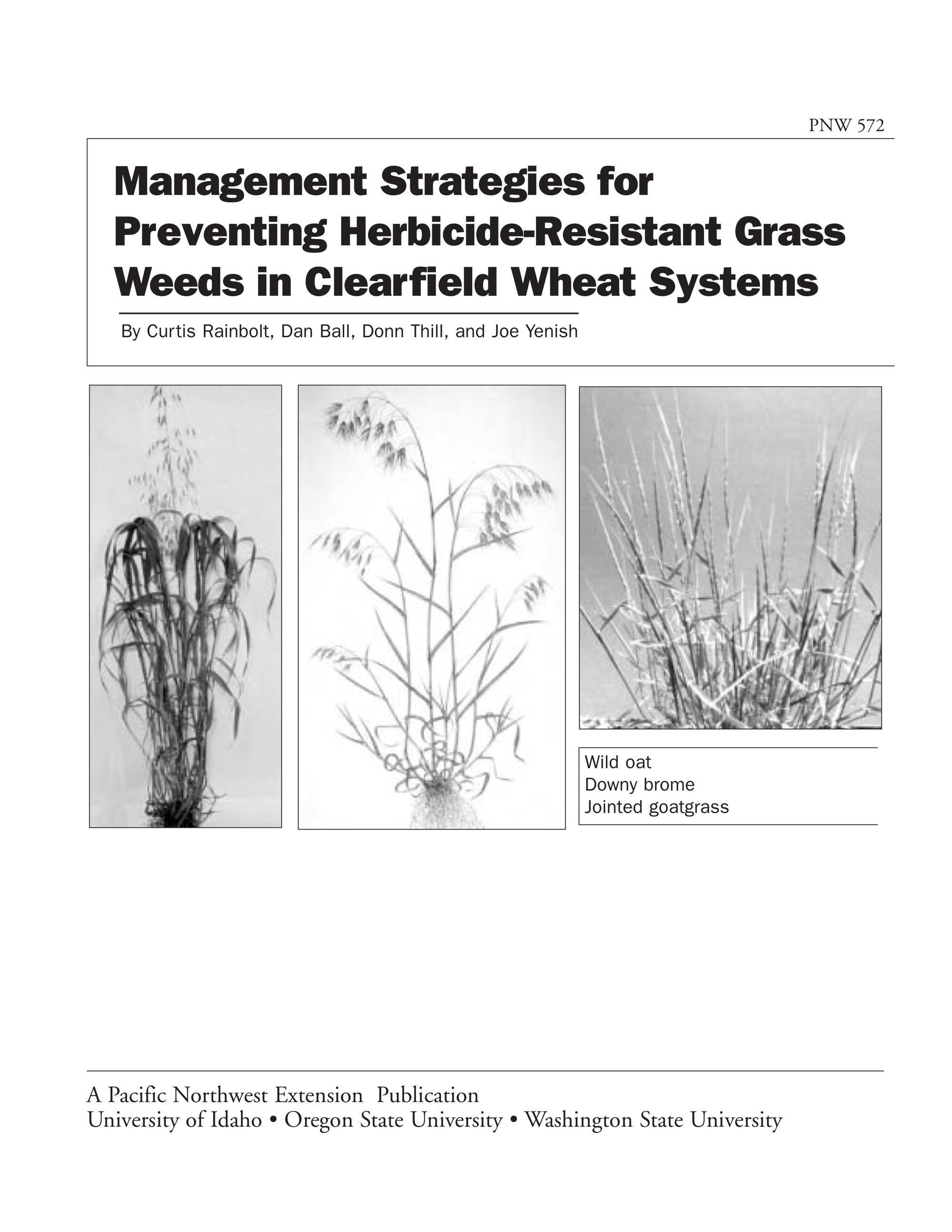 Image of Management Strategies for Preventing Herbicide-Resistant Grass Weeds in Clearfield Wheat Systems publication