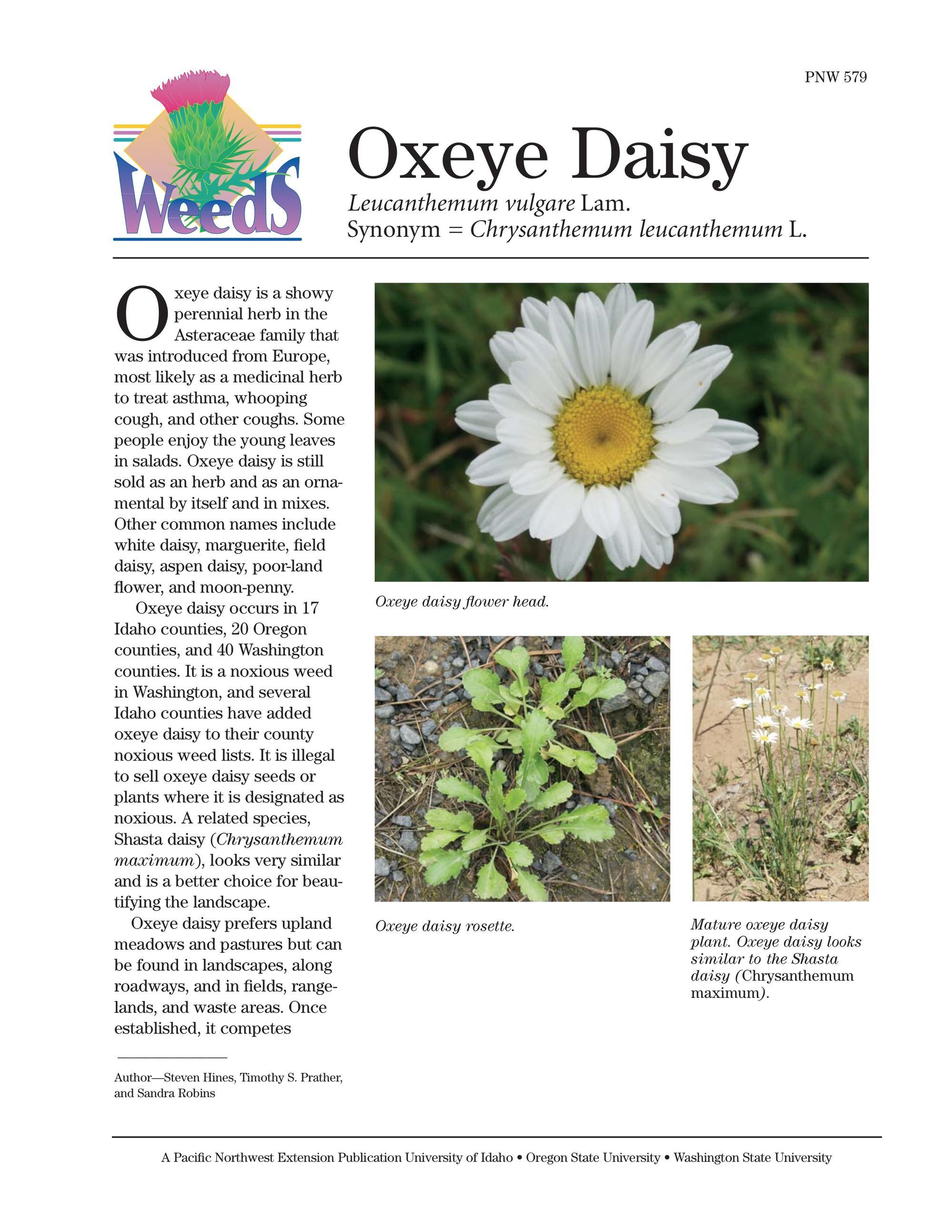 Image of Oxeye Daisy publication