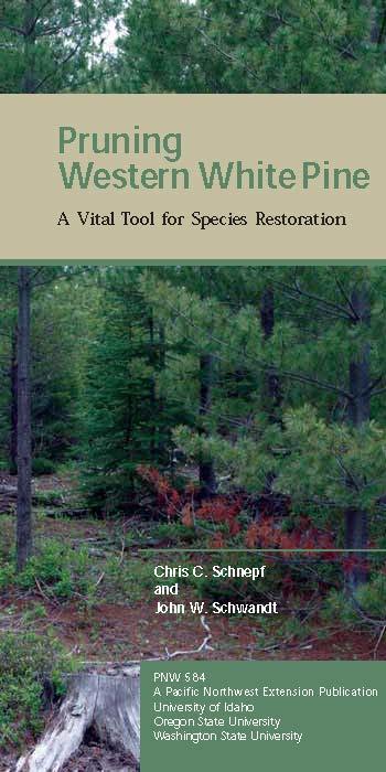 Image of Pruning Western White Pine: A Vital Tool for Species Restoration publication