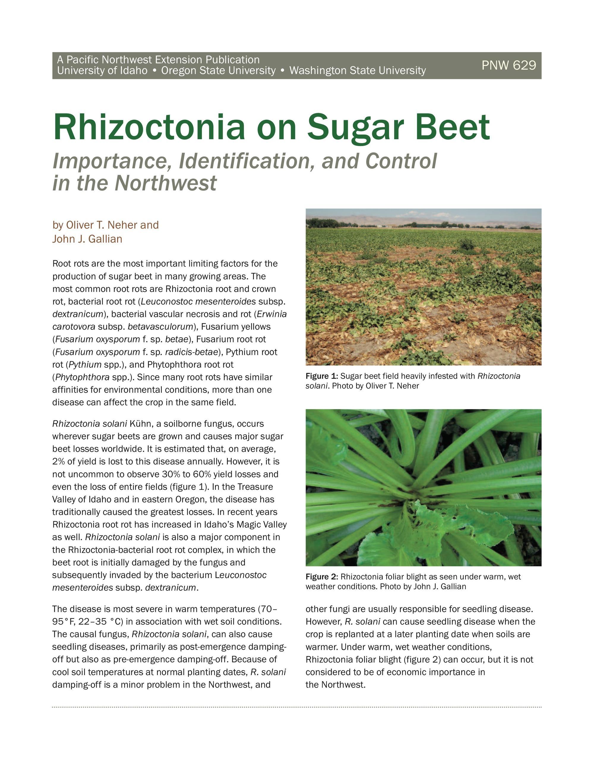 Image of Rhizoctonia on Sugar Beet: Importance, Identification, and Control in the Northwest publication