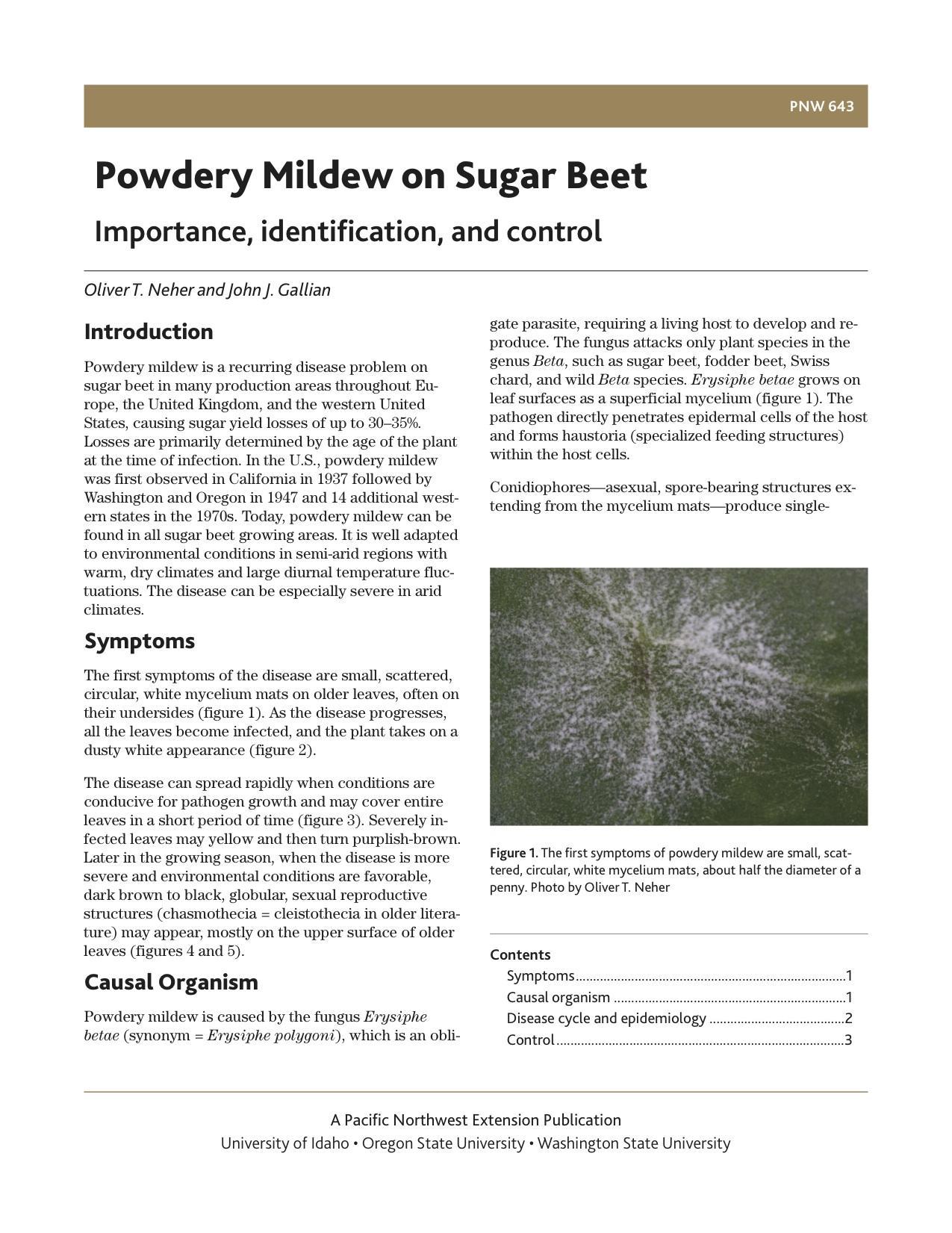 Image of Powdery Mildew on Sugar Beet: Importance, Identification, and Control  publication