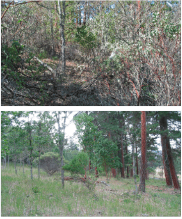 before and after image of brush removed from forest