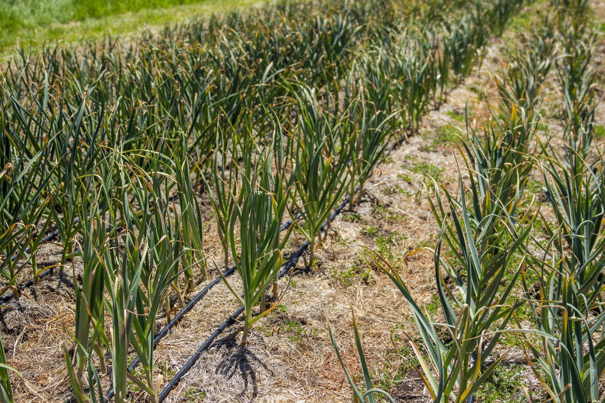 Drip irrigation on onions.