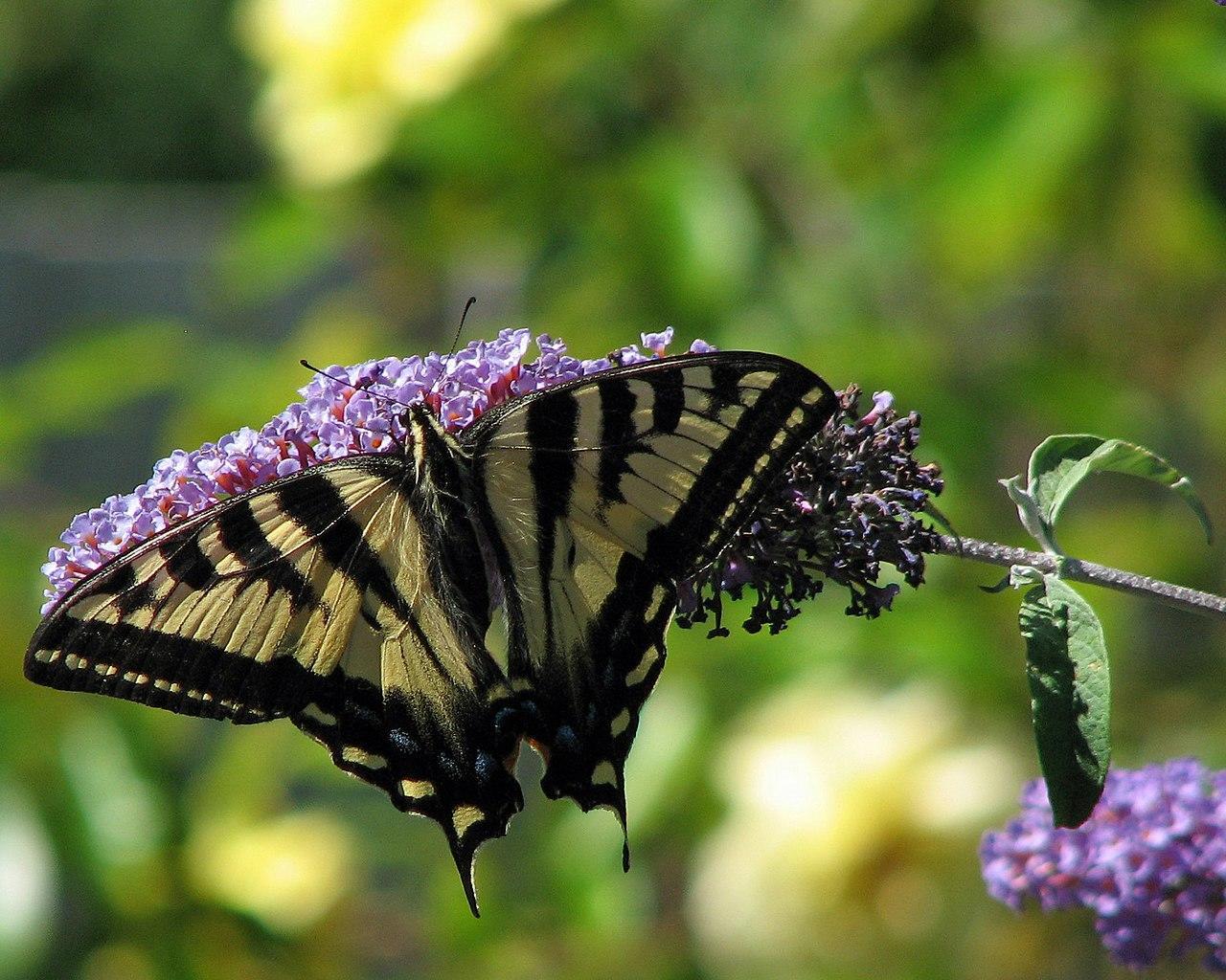 yellow and black swallowtail butterfly feeding on blue spire of butterfly bush