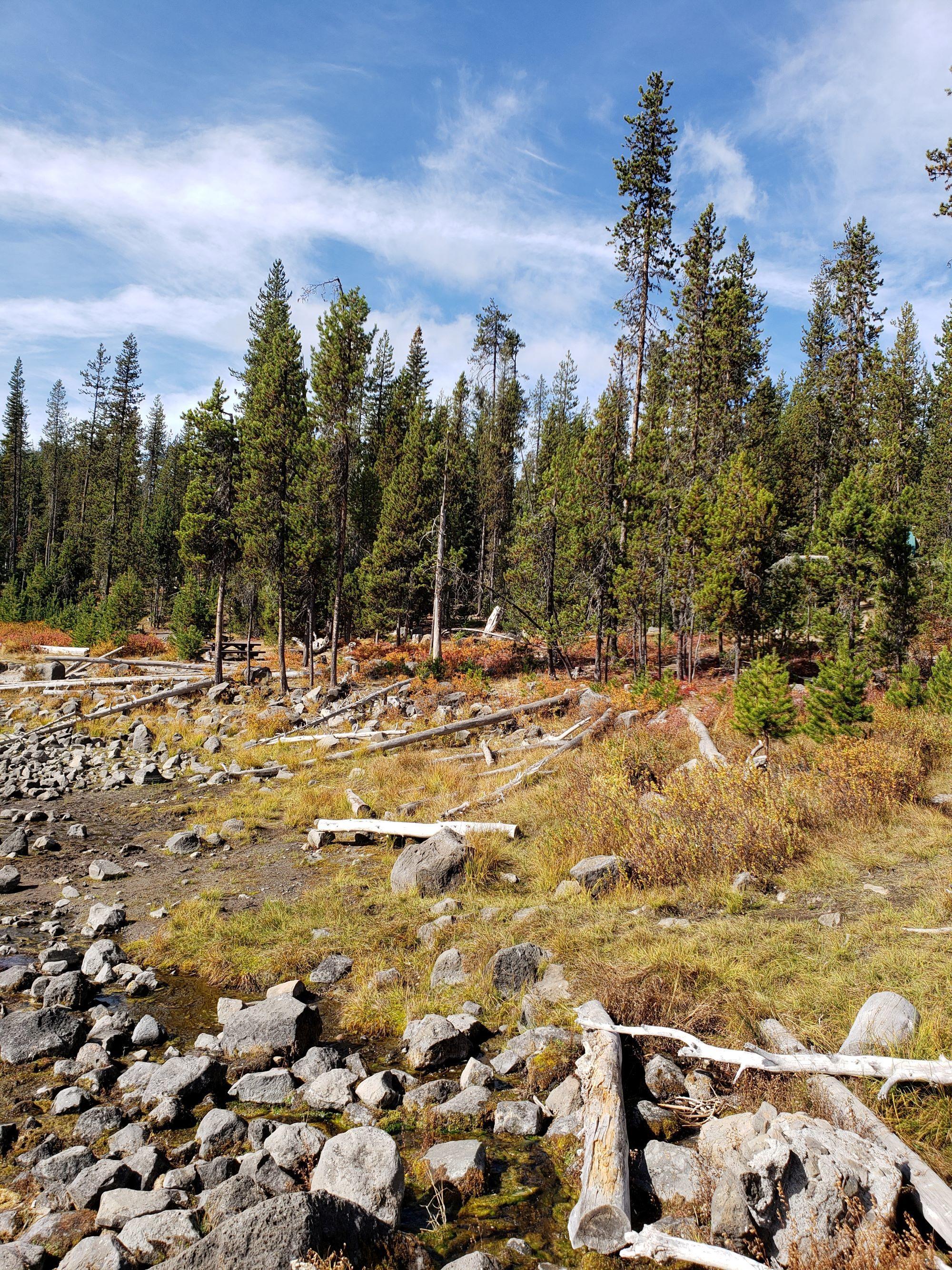 An image of trees and dead tree trunks on the ground in the Deschutes National Forest by Elk Lake.