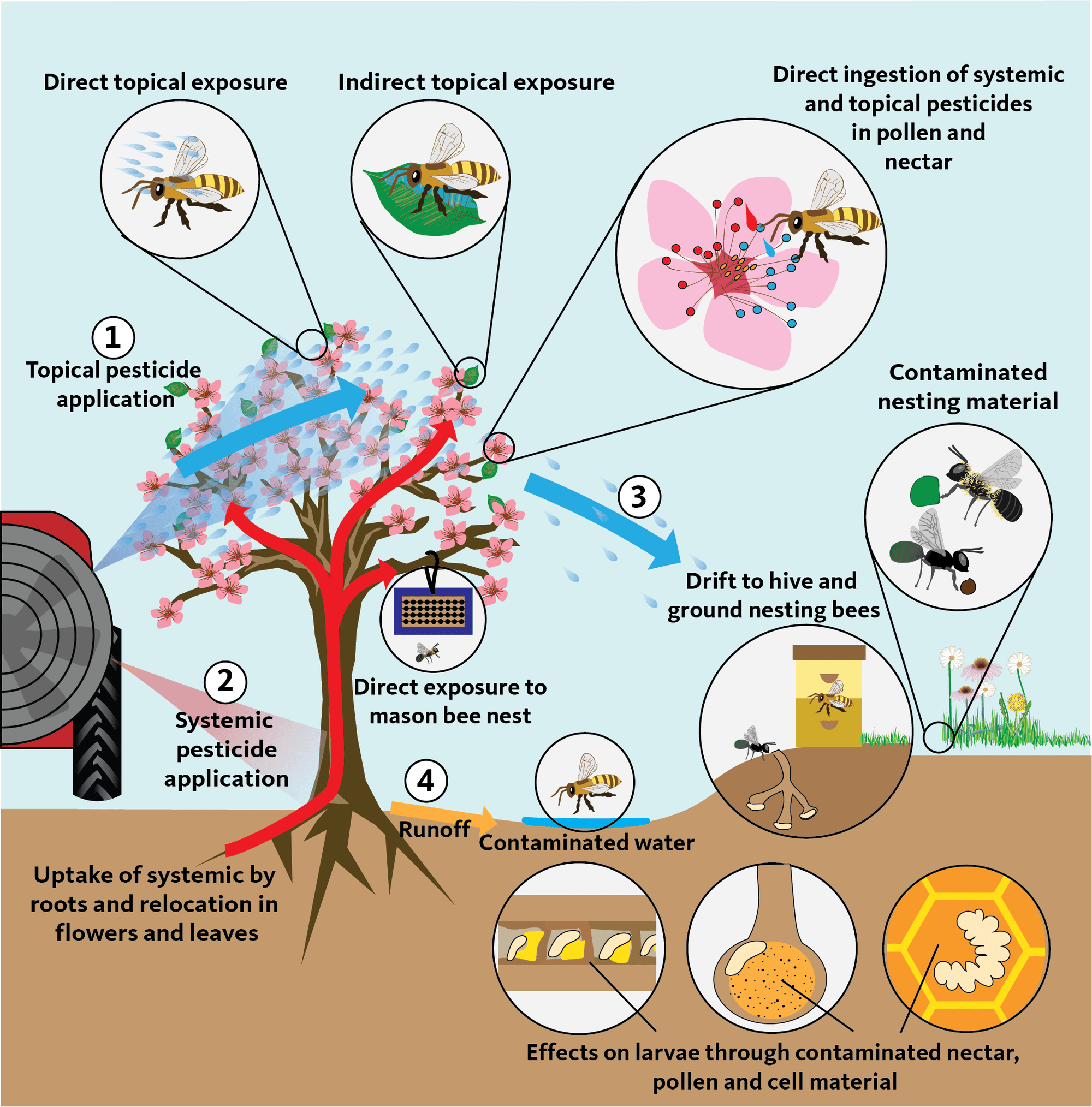 Pesticides injure insects through direct and indirect topical exposure, direct ingestion in pollen and nectar, contaminated nesting material, contaminated water, uptake through roots, and pesticide drift. Pesticides affect larvae through contaminated nectar, pollen and cell material.