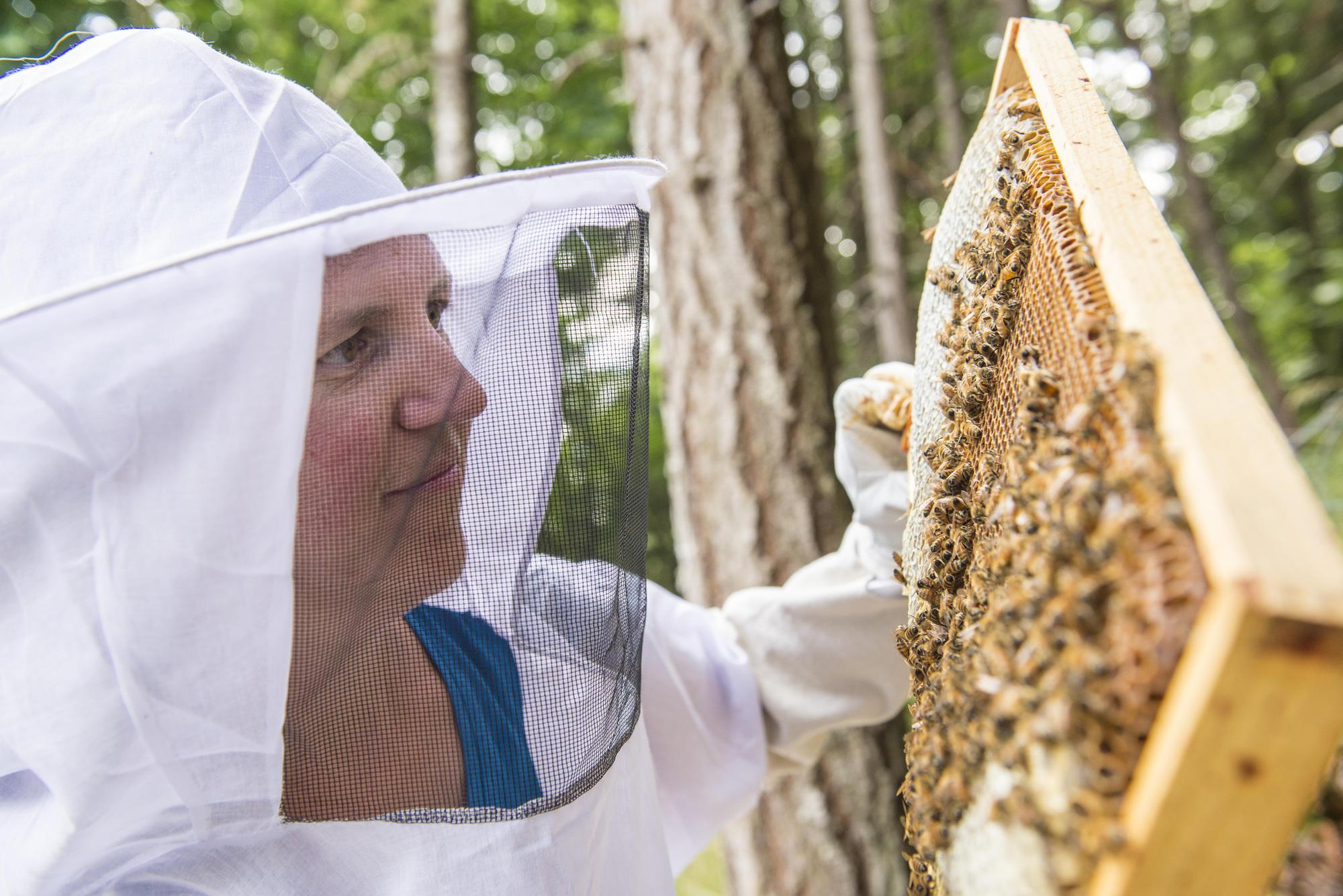 woman in protective gear examines tray of bees from hive