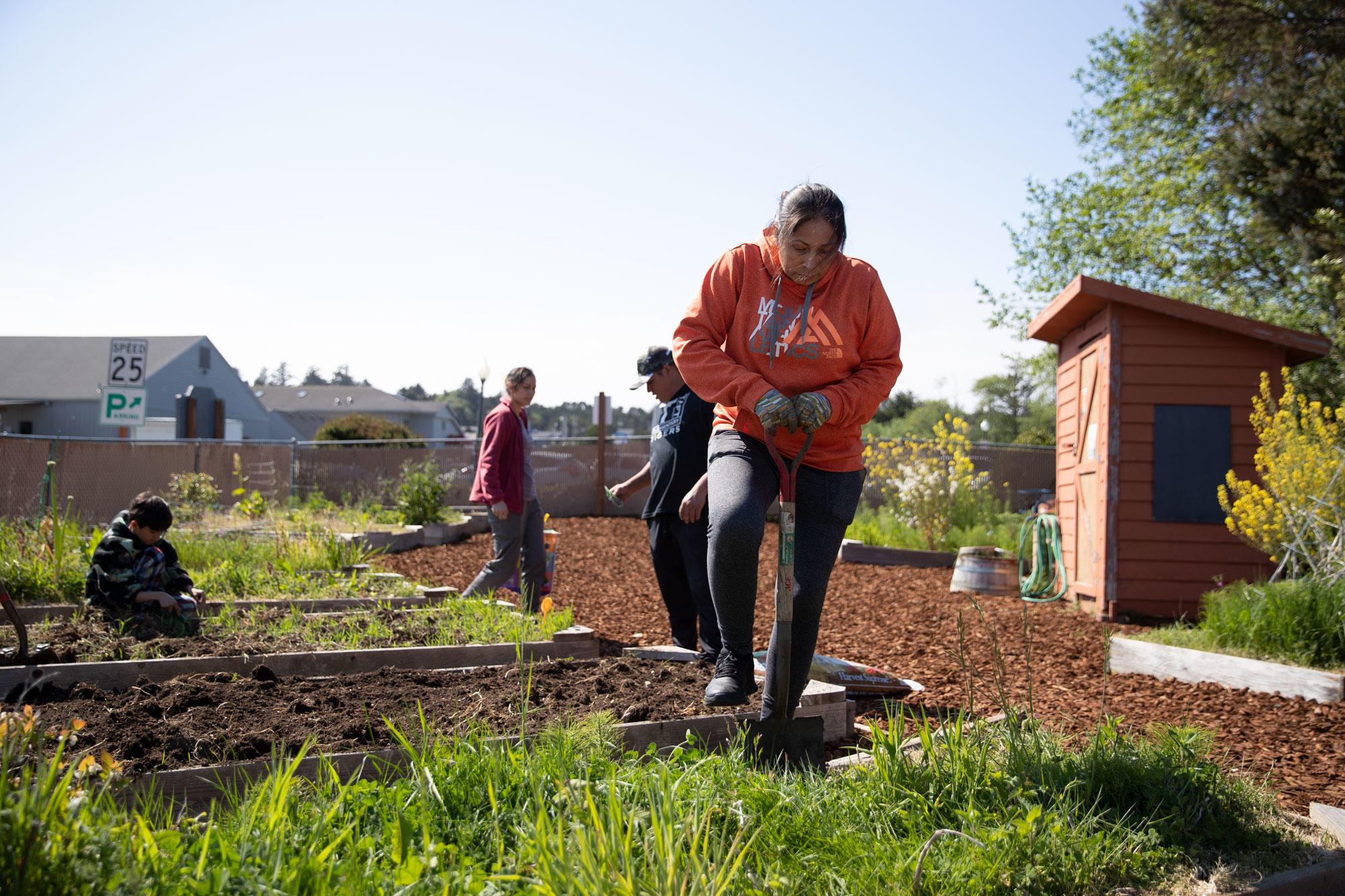 A Latina uses a shovel to remove weeds from a raised garden box at a community garden in Lincoln City.