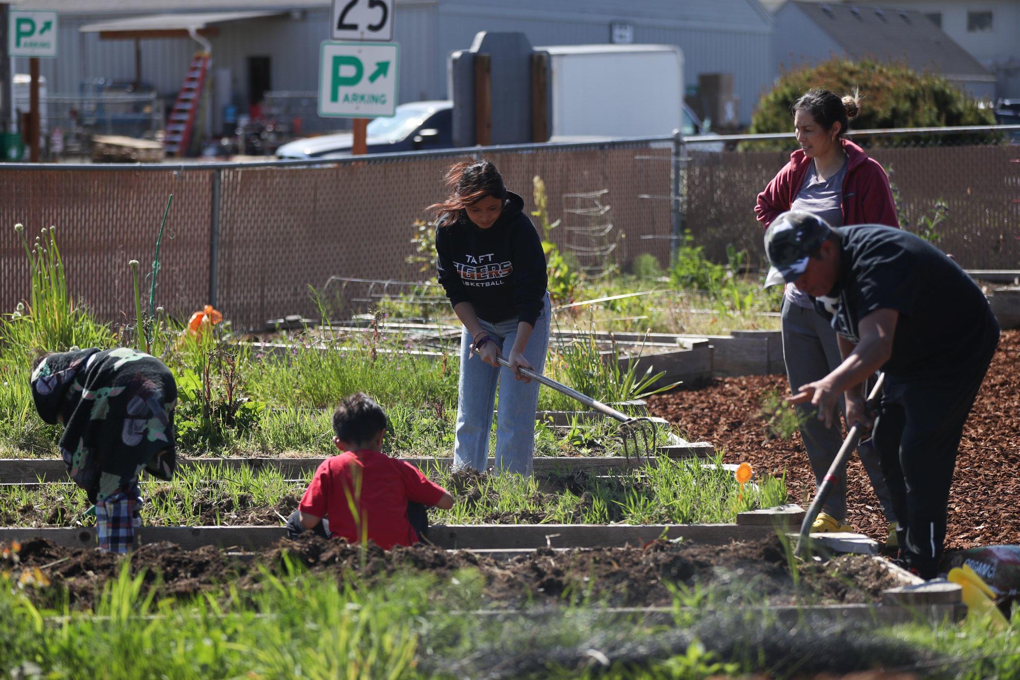 A Latino family pulls weeds from a garden box at the Taft Community Garden in Lincoln City.