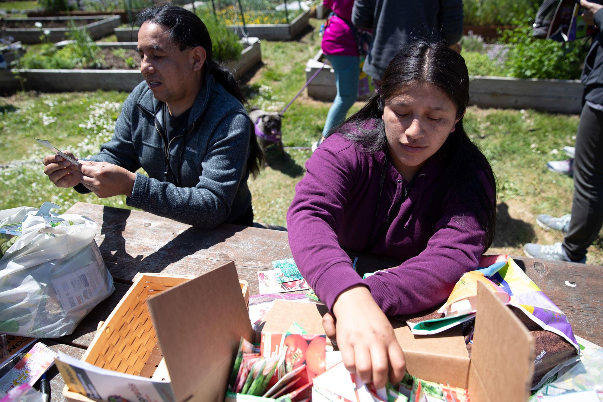 A Latino man and Latina woman sort vegetable seeds at a picnic table.