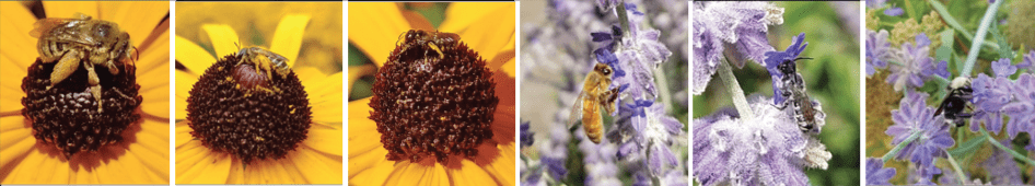 Different kinds of bees visit cone of Rudbeckia flower (3 flowers at left) vs. tubular blue flowers at right (3 flowers)
