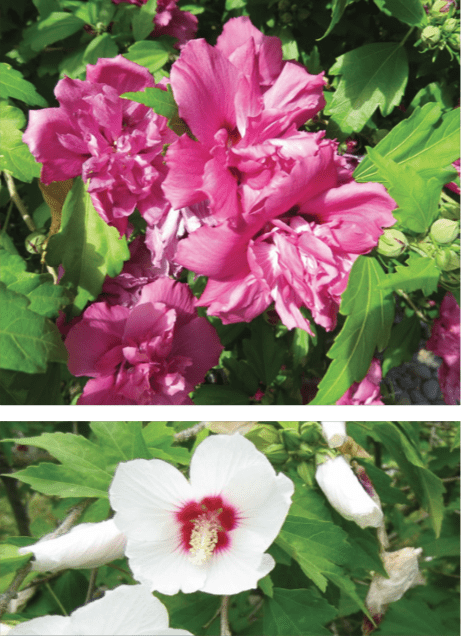 Double-flowered pink blooms at top, single-flowered white mallow at bottom
