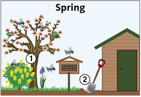 flowering bush and tree, beehive, shovel, shed