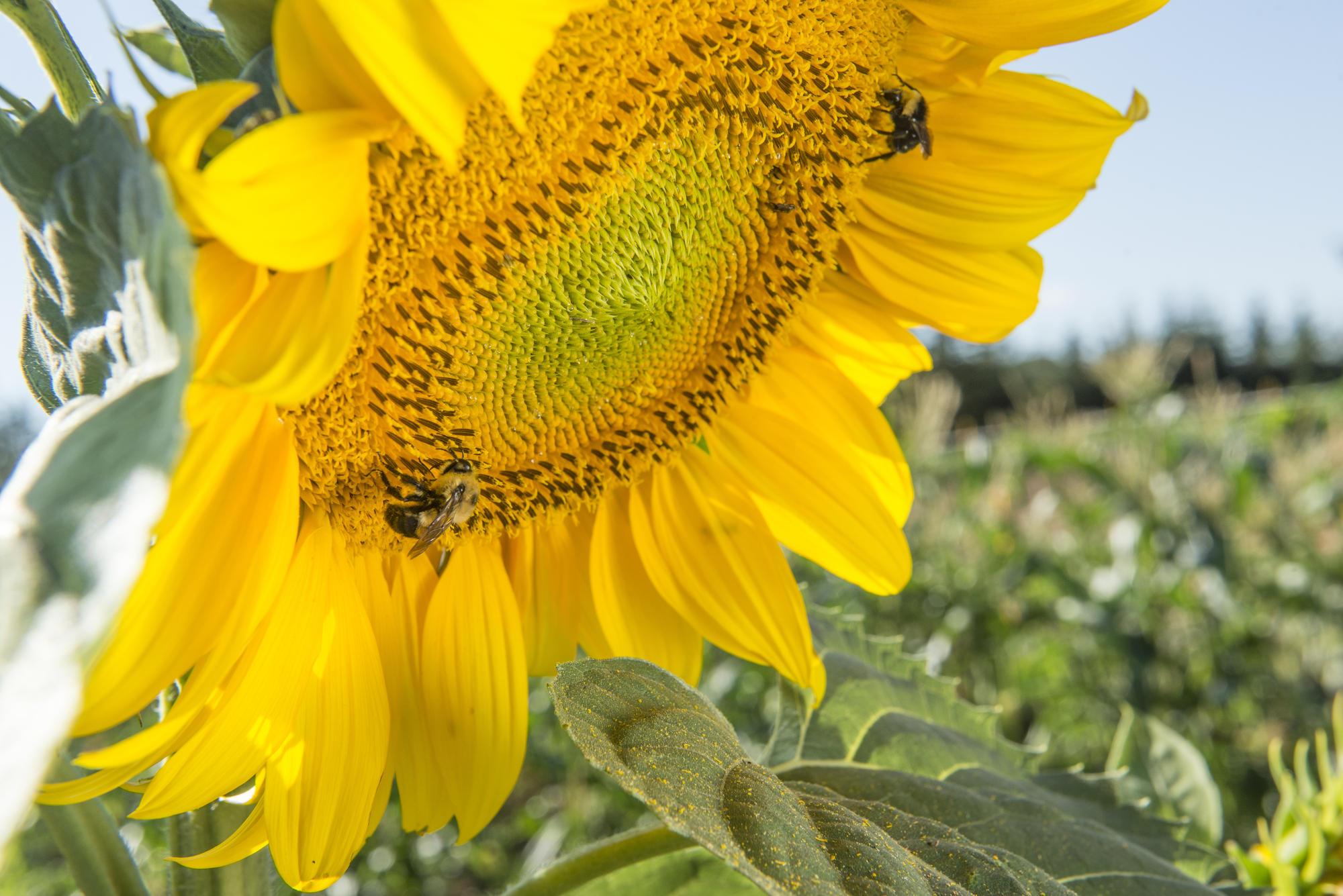 Bees gather pollen from big yellow sunflower