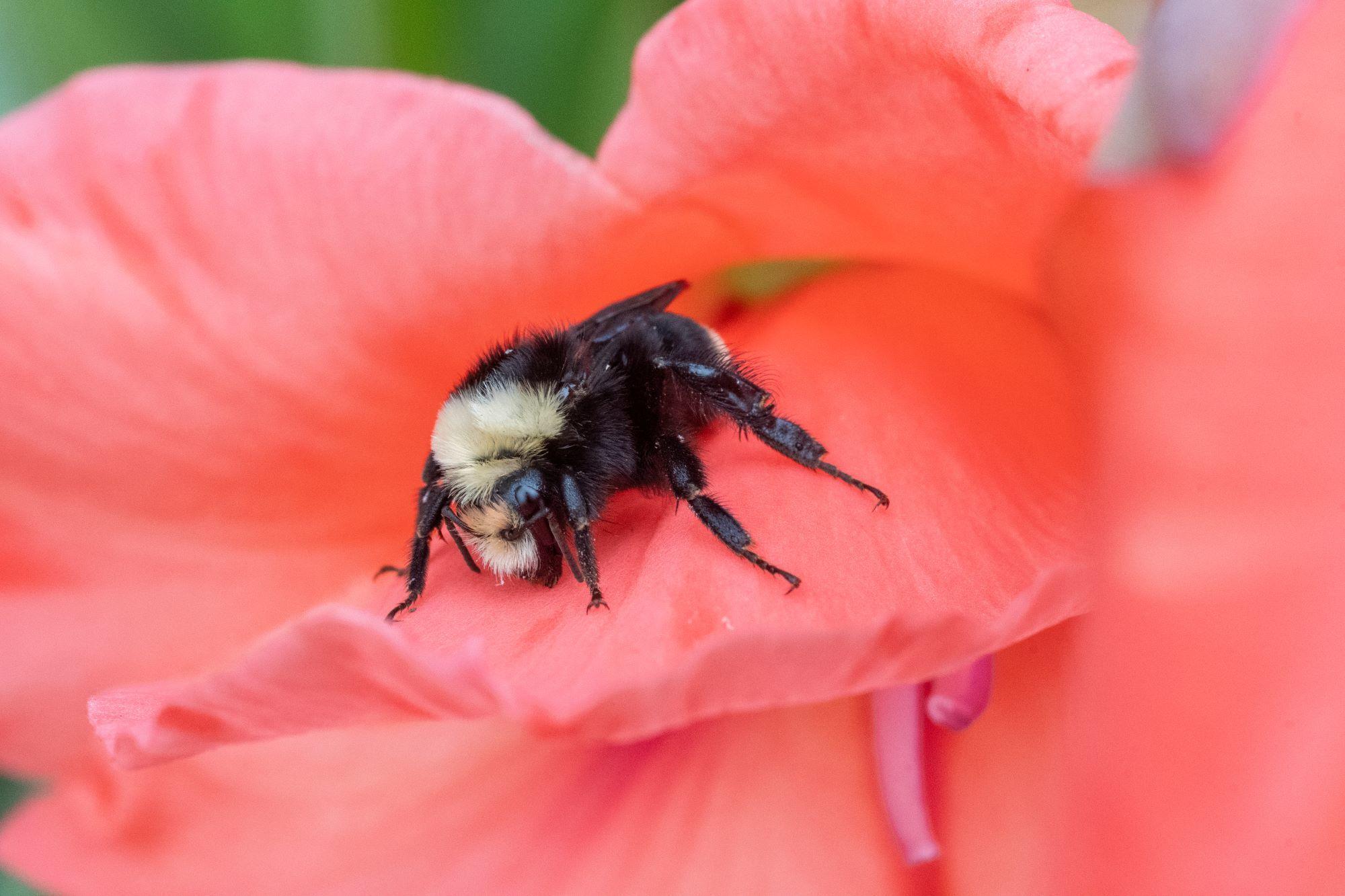 A bumble bee on a pink flower.