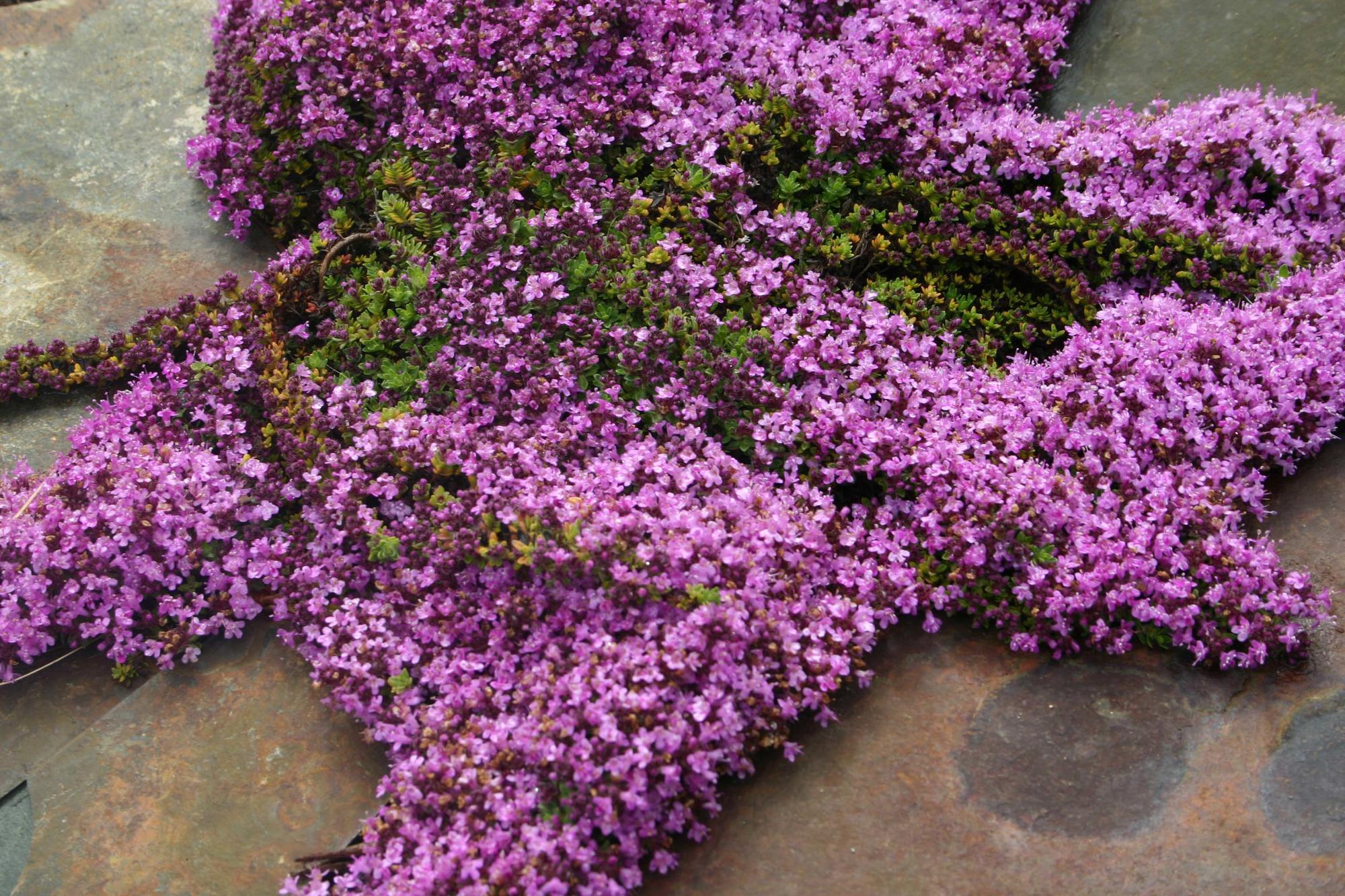 Purple blooms of bressingham creeping thyme.