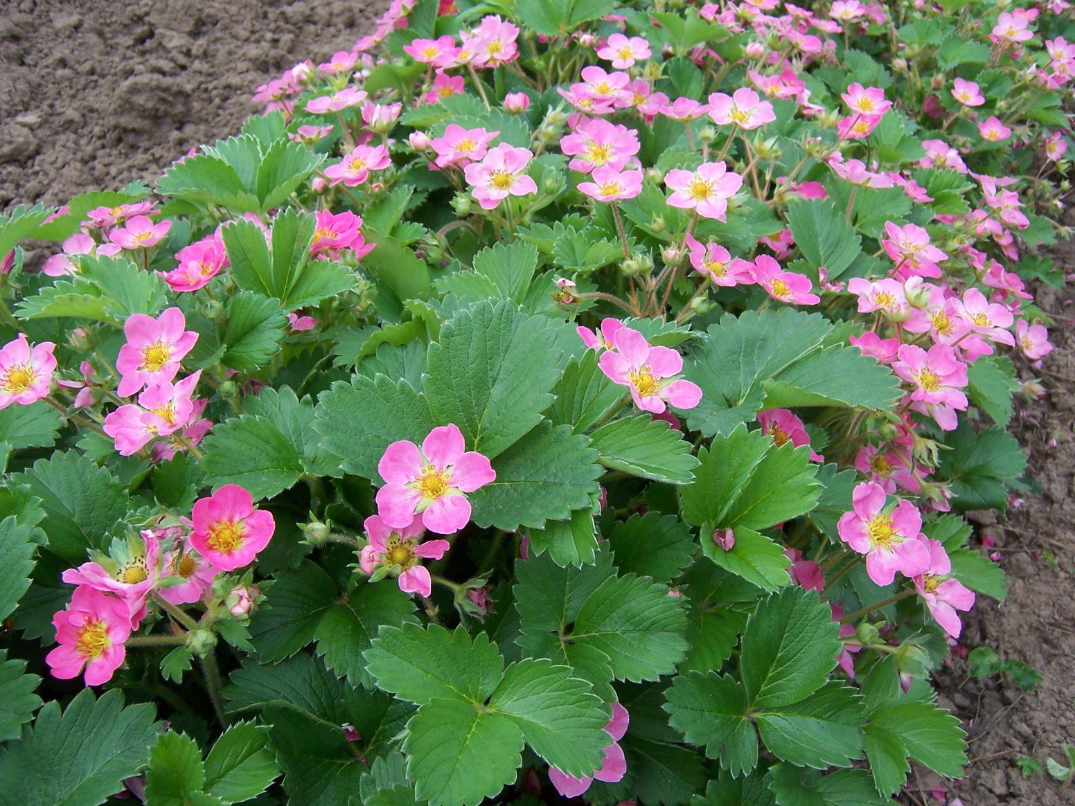 Foliage and pink blooms of wild strawberry.