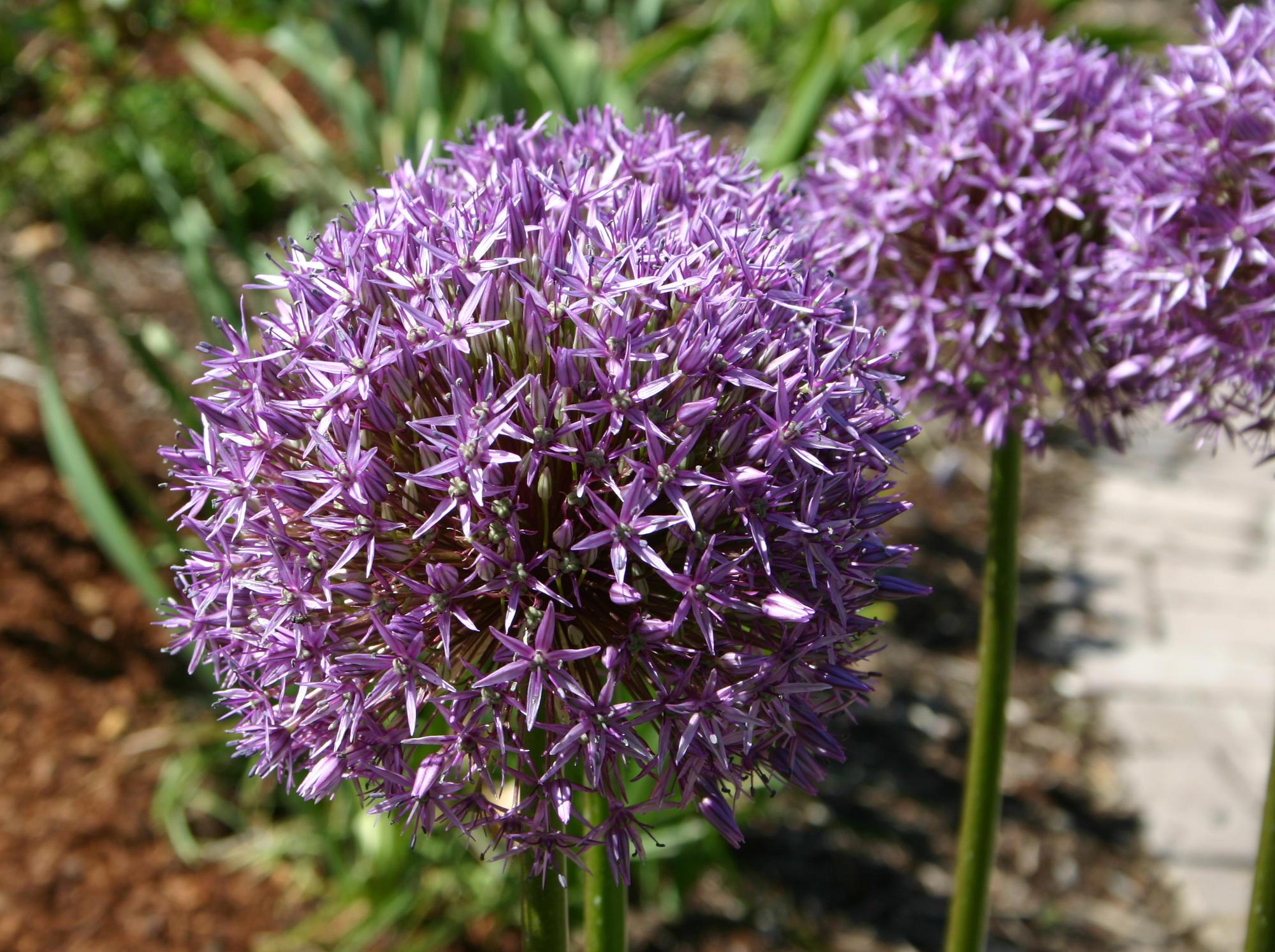 Globular purple allium flower.