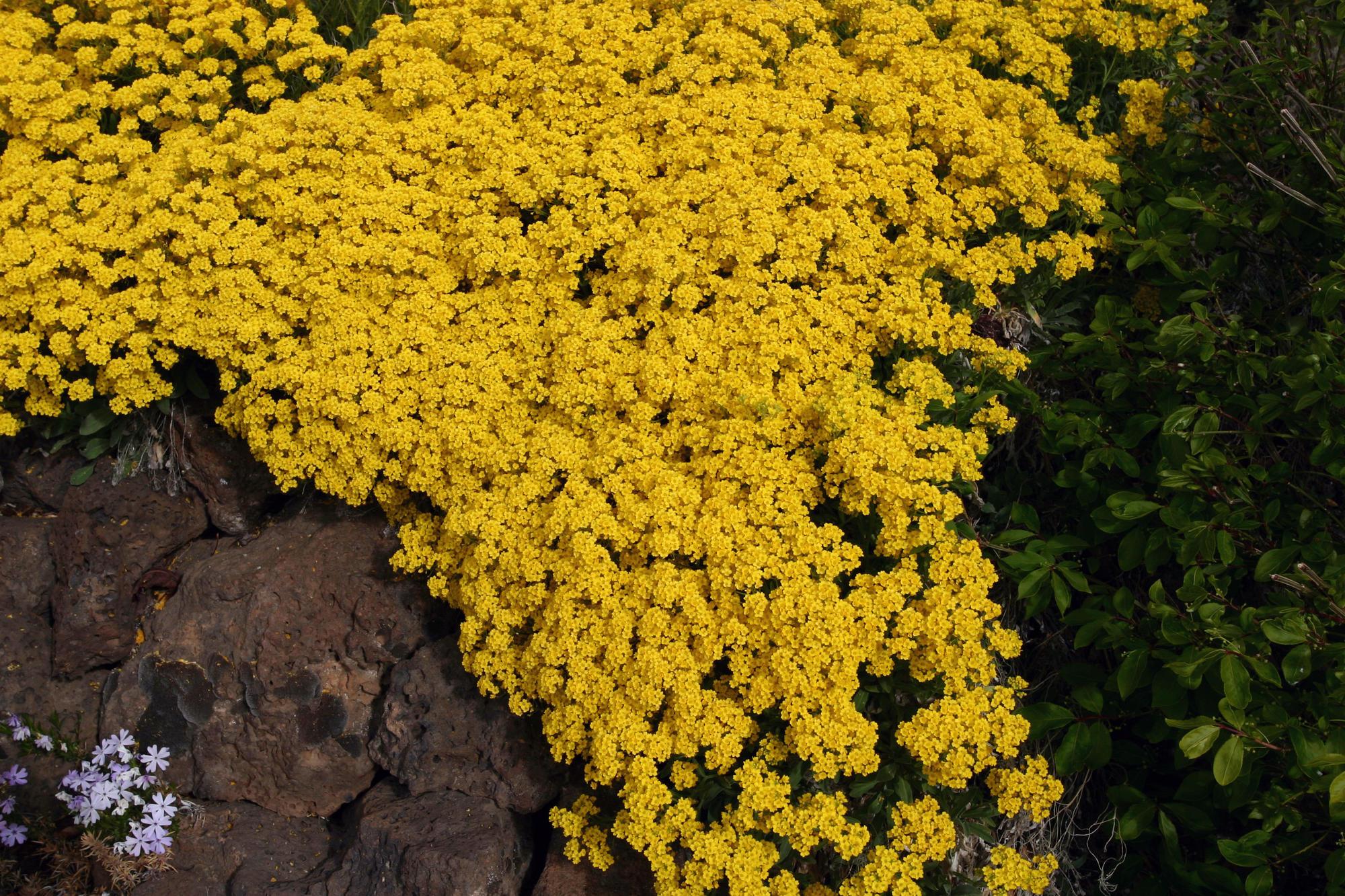 Yellow blooms of a basket of gold plant.