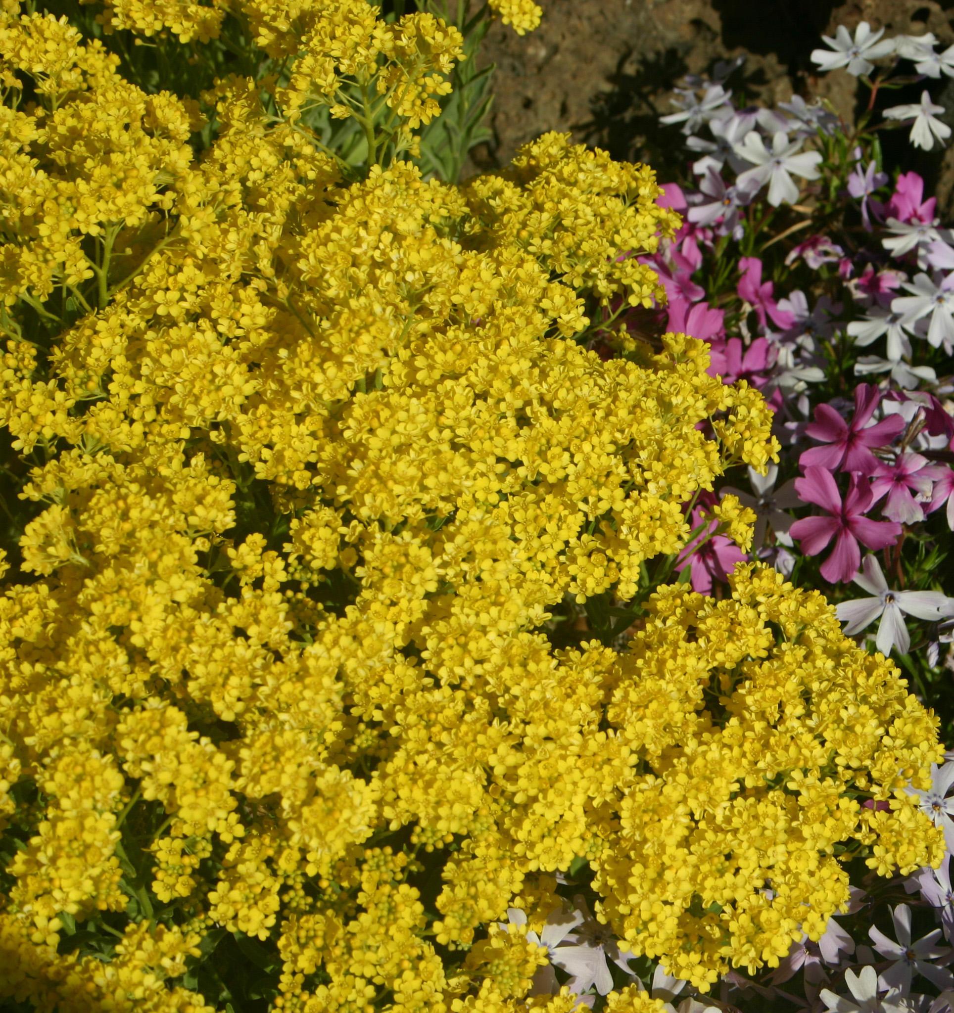 A closeup of the yellow blooms of a basket of gold plant.