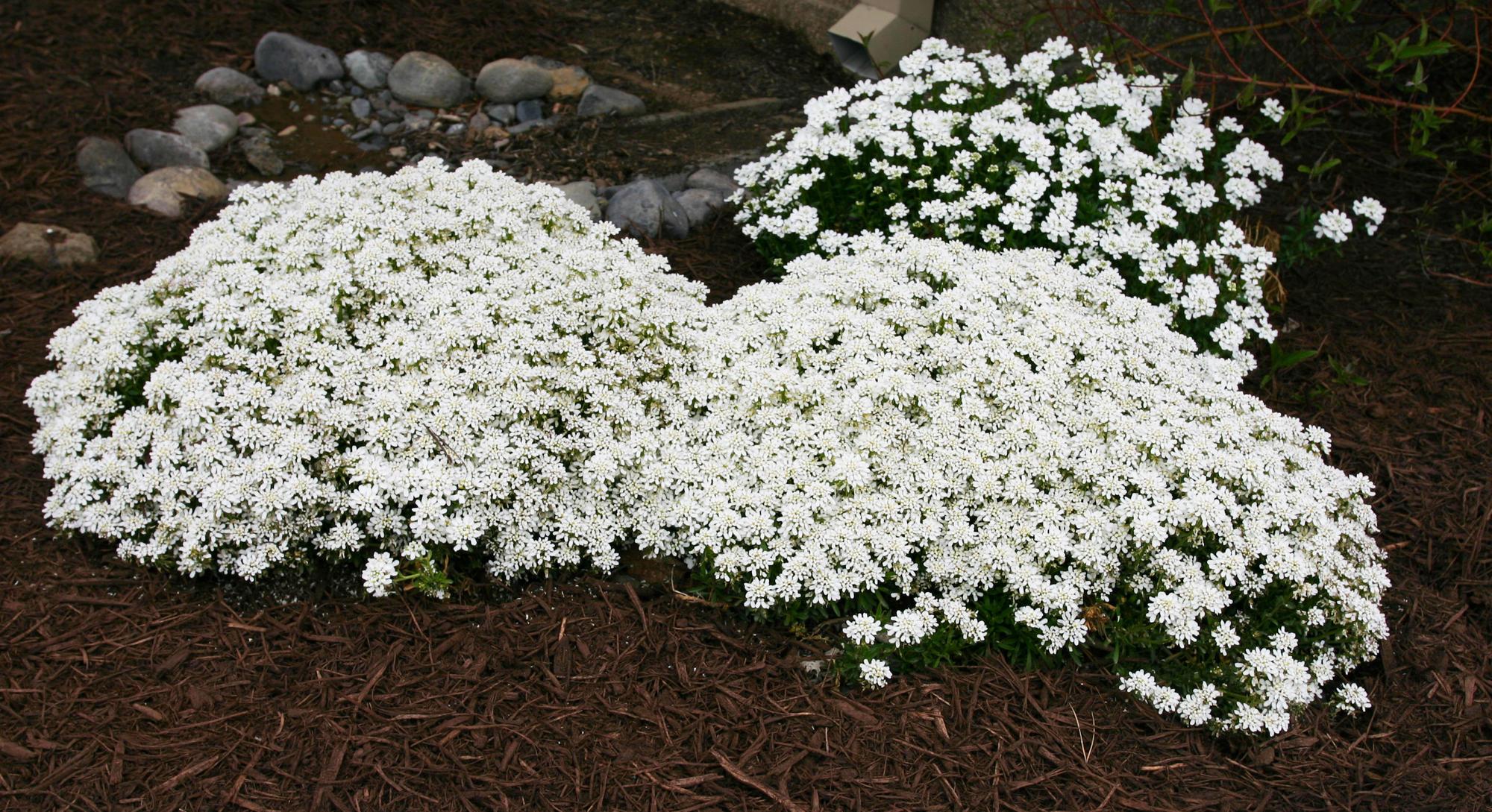 Low-growing plants completely covered with white flowers