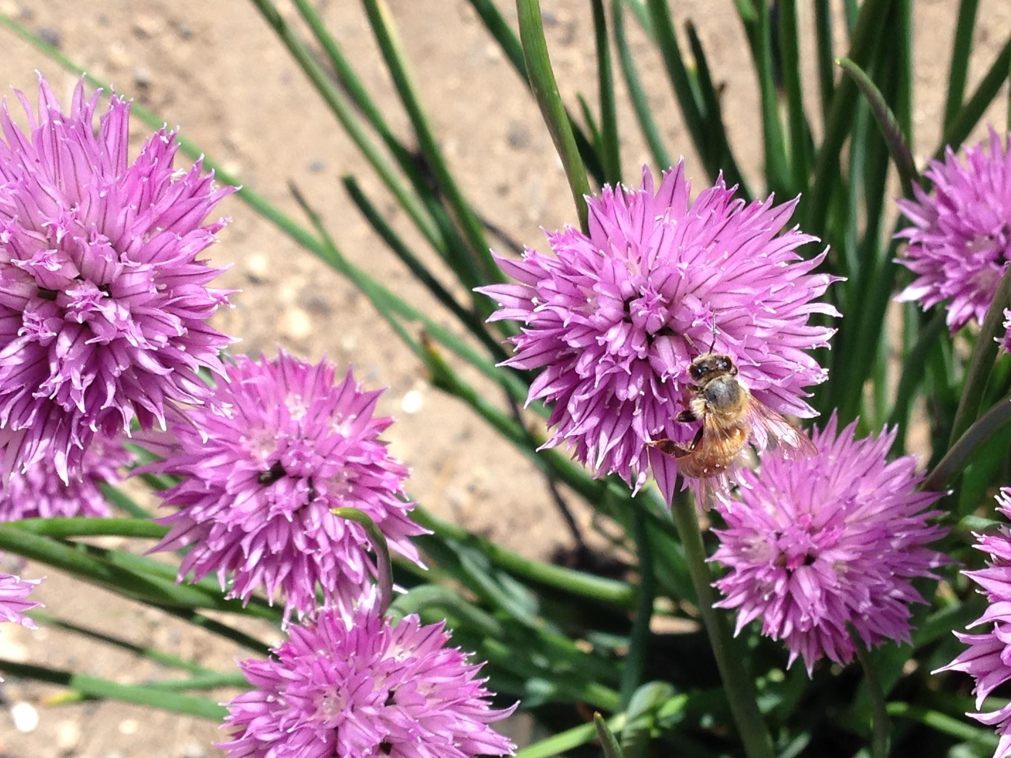 A chives plant with purple blooms and a bee on the flower.