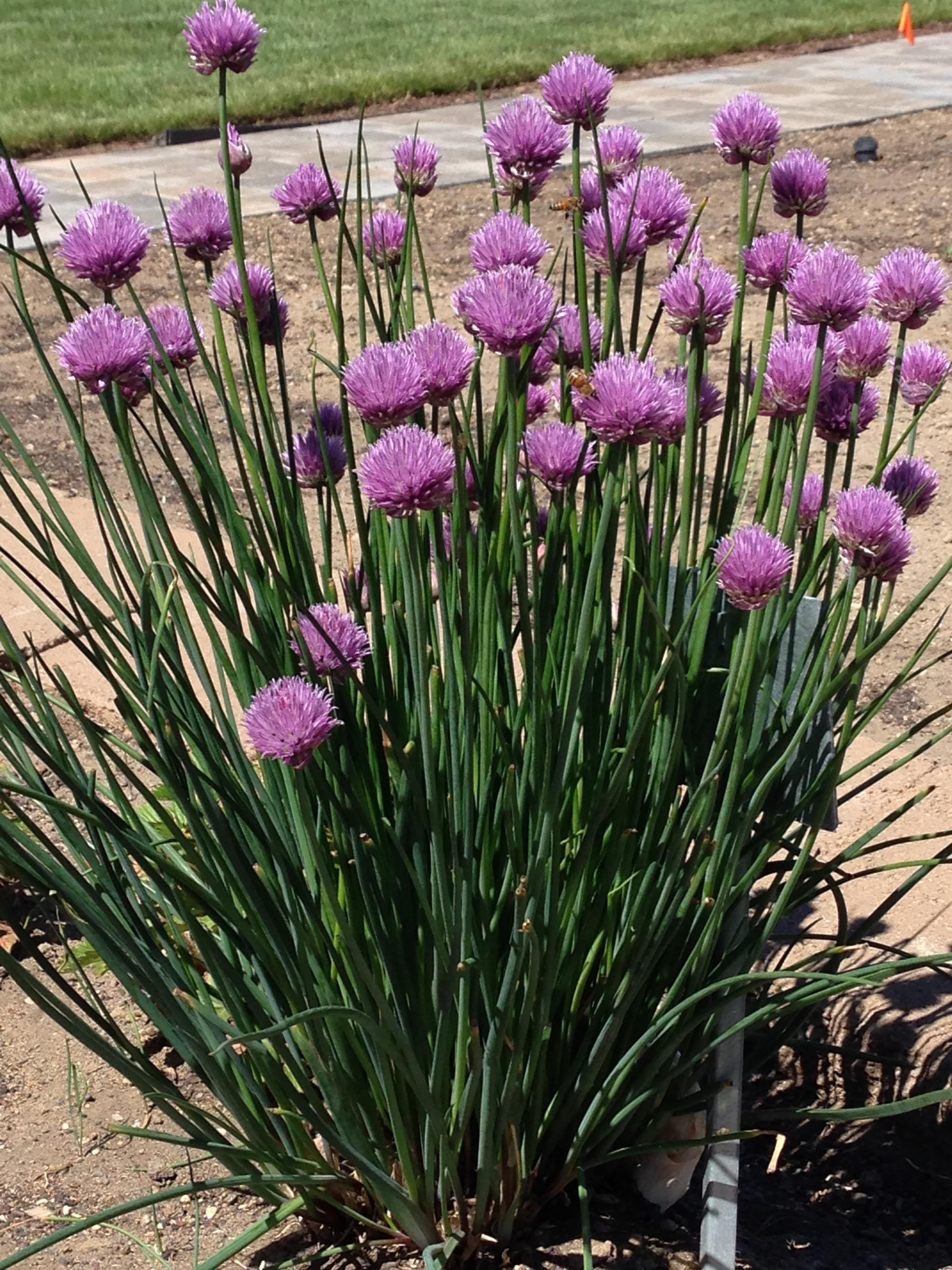 A chives plant with purple blooms.