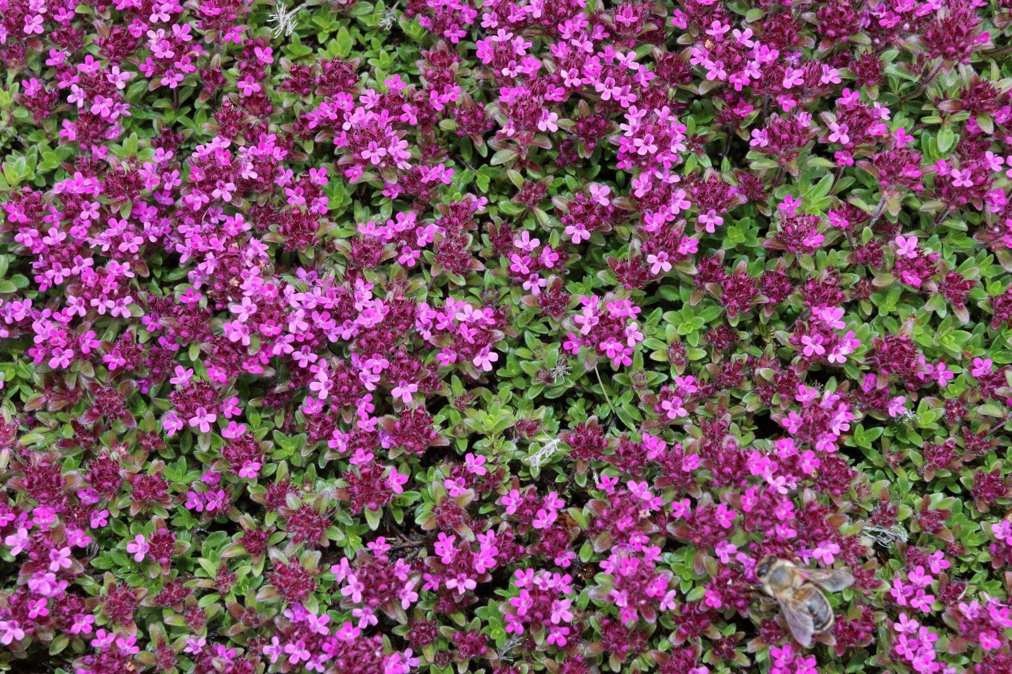 Creeping thyme with a bee on the blooms.