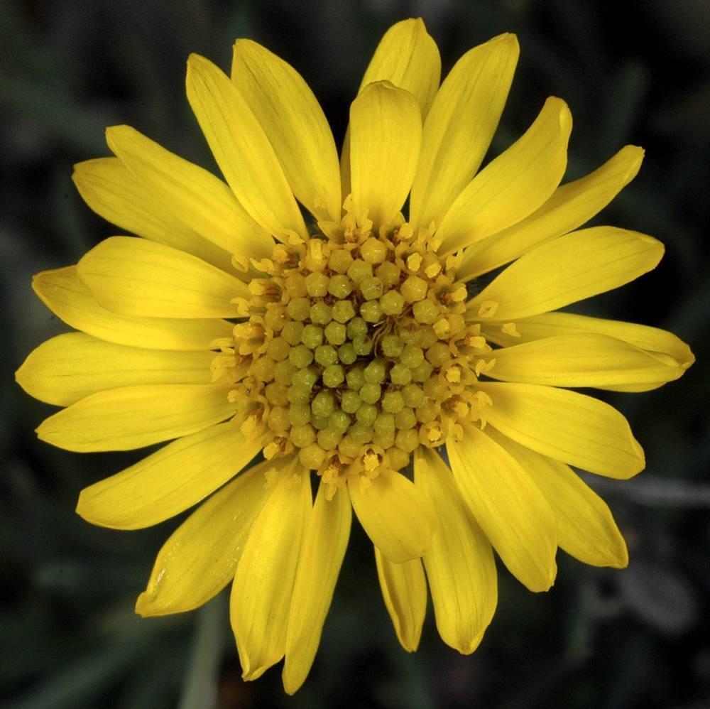 A Desert yellow fleabane bloom up-close.
