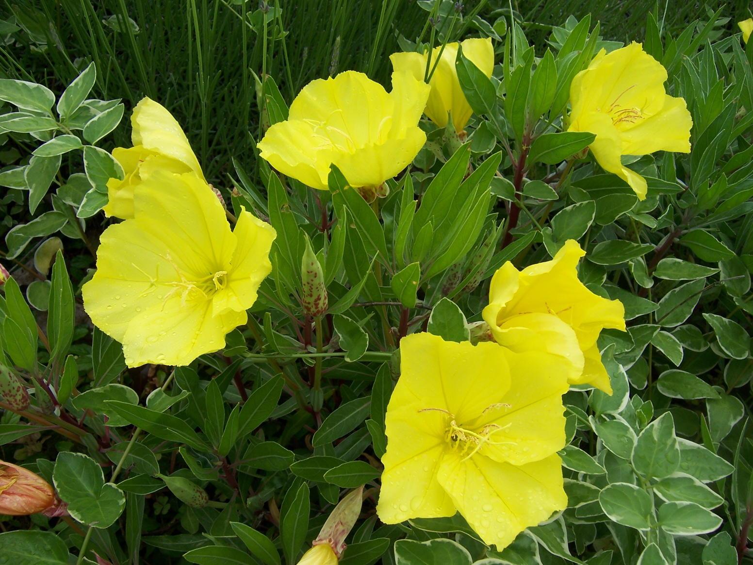 Yellow cup-shaped evening primrose flowers.