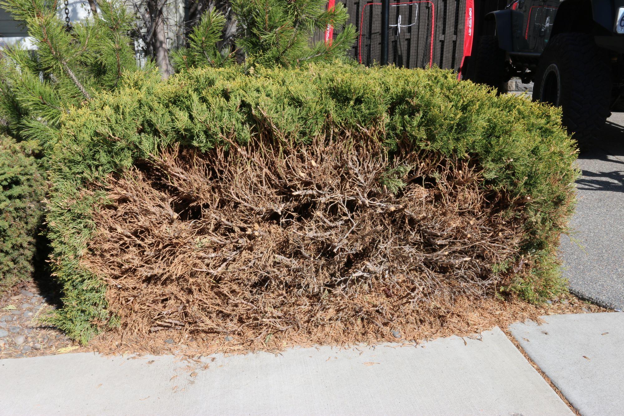 A juniper shrub with the dead foliage pruned and cut off.