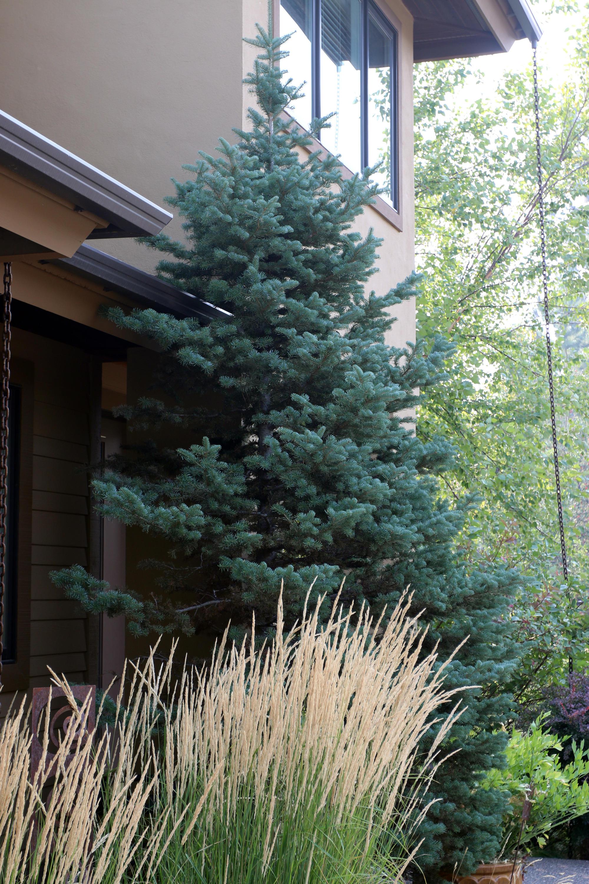 A spruce tree next to a home with grasses in foreground